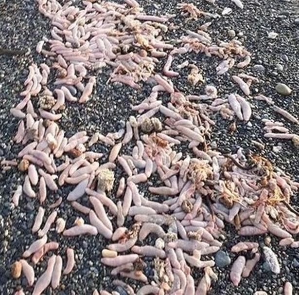 Пляж в Аргентині вкрило ''членами'', які виявилися морськими червами (фото)