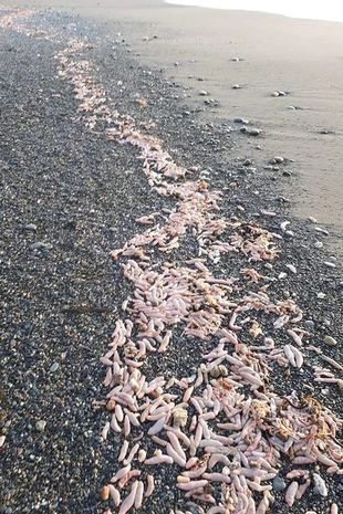 Пляж в Аргентине покрылся ''членами'', которые оказались морскими червями (фото)