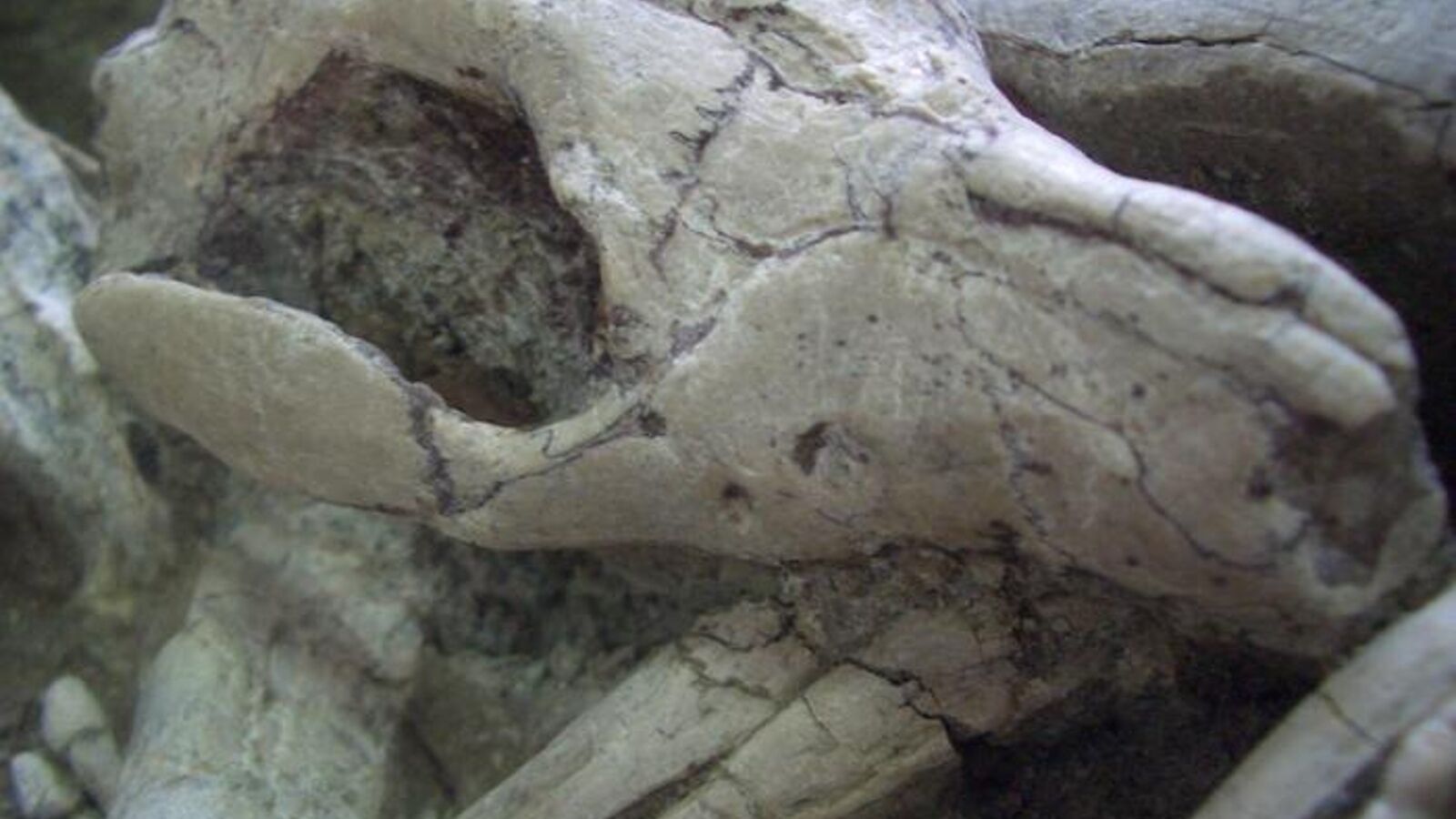 Ученые обнаружили окаменелость, являющуюся доказательством ''смертельной битвы'', произошедшей 125 млн лет назад (фото)