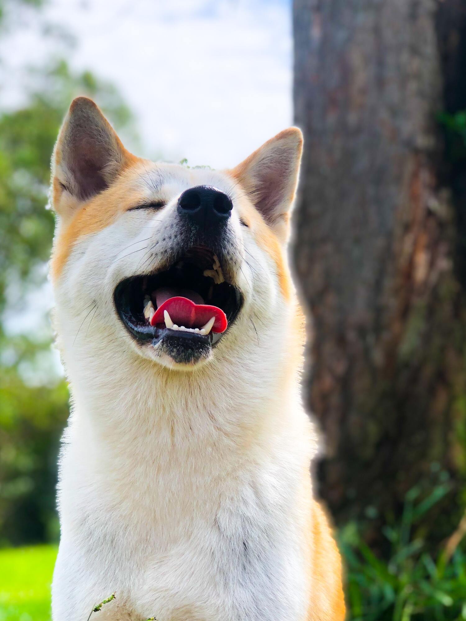 Akita - a breed of dog