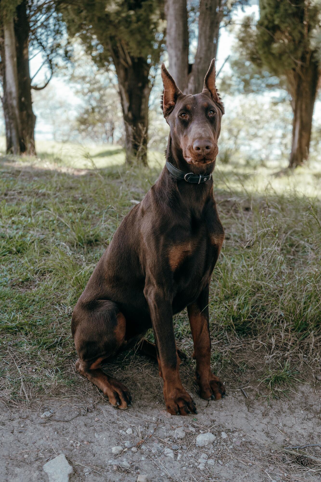 Doberman