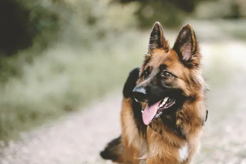 Shepherd - dog breed Shepherd - the most dangerous dog breeds