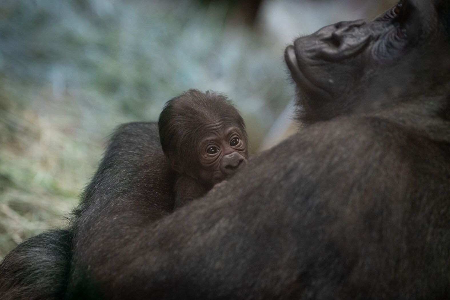 У зоопарку США ''самець'' горили несподівано народив маля (фото)