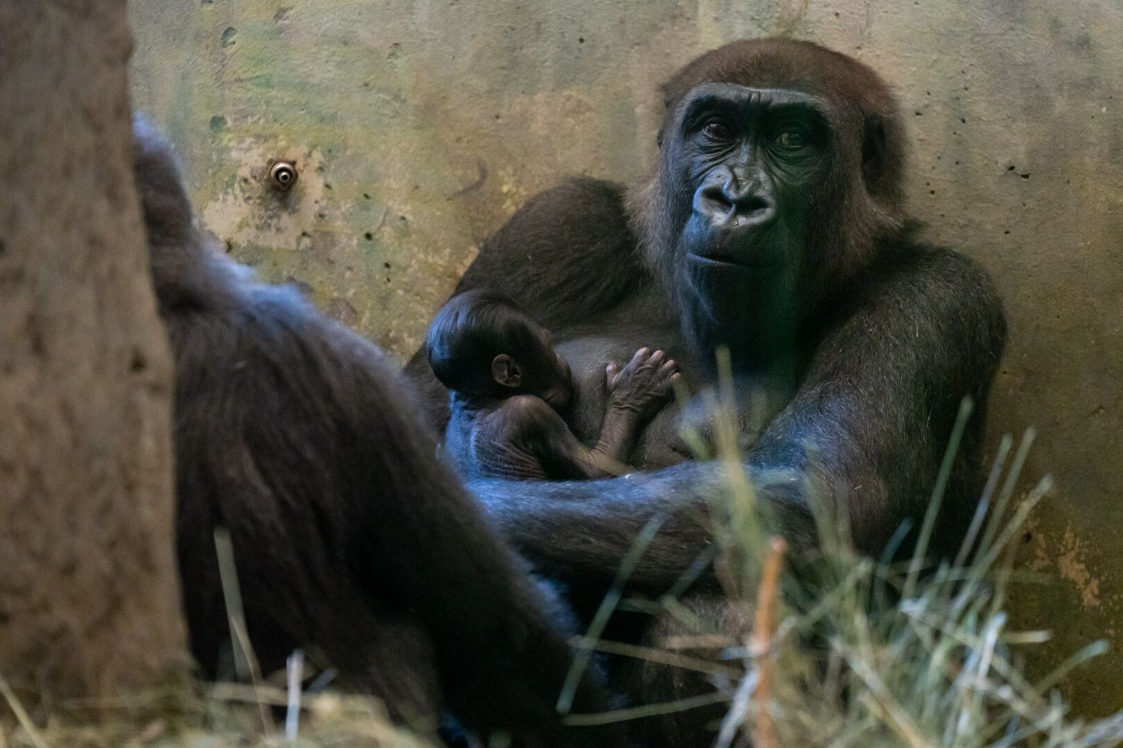 У зоопарку США ''самець'' горили несподівано народив маля (фото)