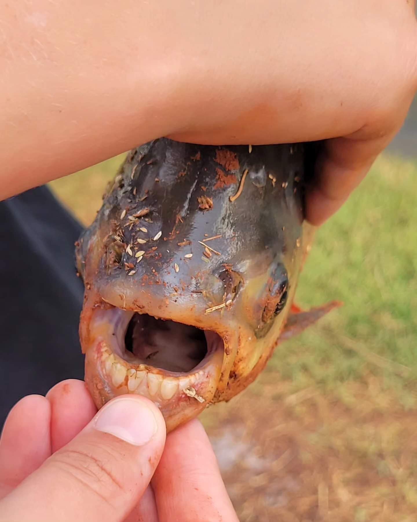 Рыбак в США поймал редкую рыбу с ''человеческими зубами'' (фото)