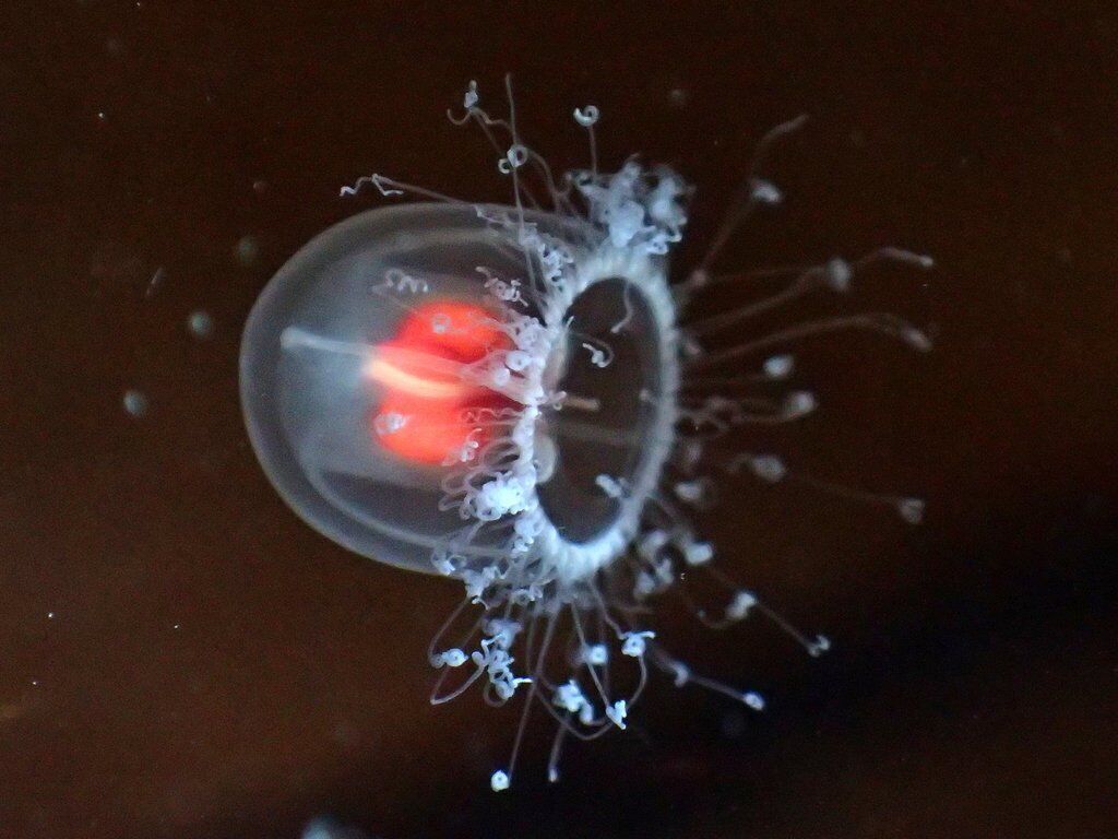 Ученые рассказали о медузе, которая способна ''стареть'' в обратном направлении и жить вечно (фото)