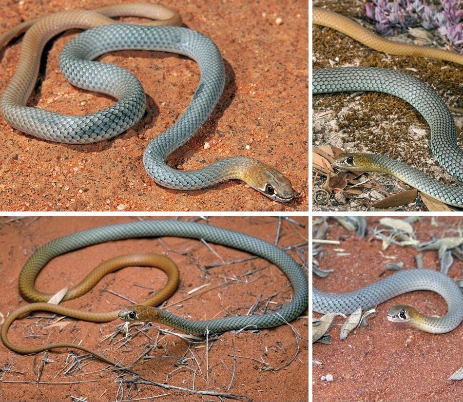 Нову надшвидку отруйну змію знайшли в Австралії: як виглядає (фото)