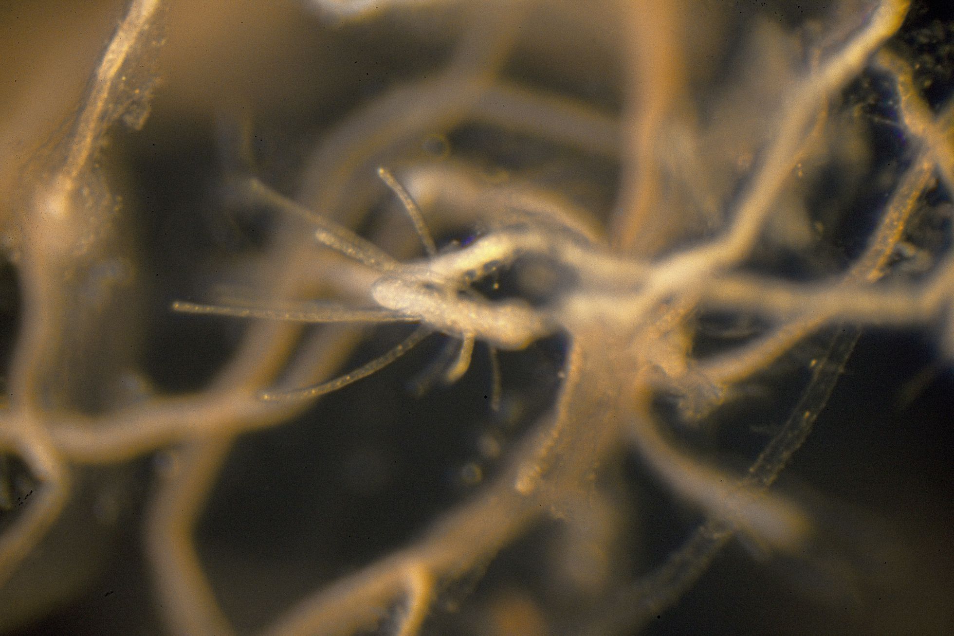 Учені розповіли про медузу, яка здатна ''старіти'' у зворотному напрямку та жити вічно (фото)
