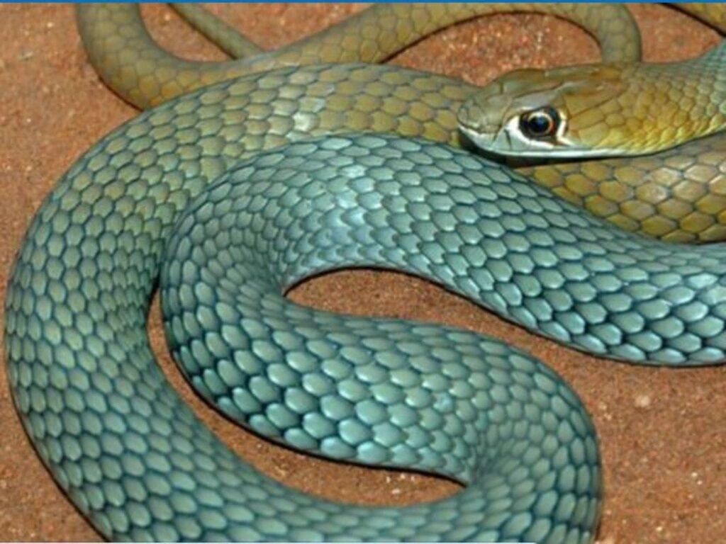 Нову надшвидку отруйну змію знайшли в Австралії: як виглядає (фото)