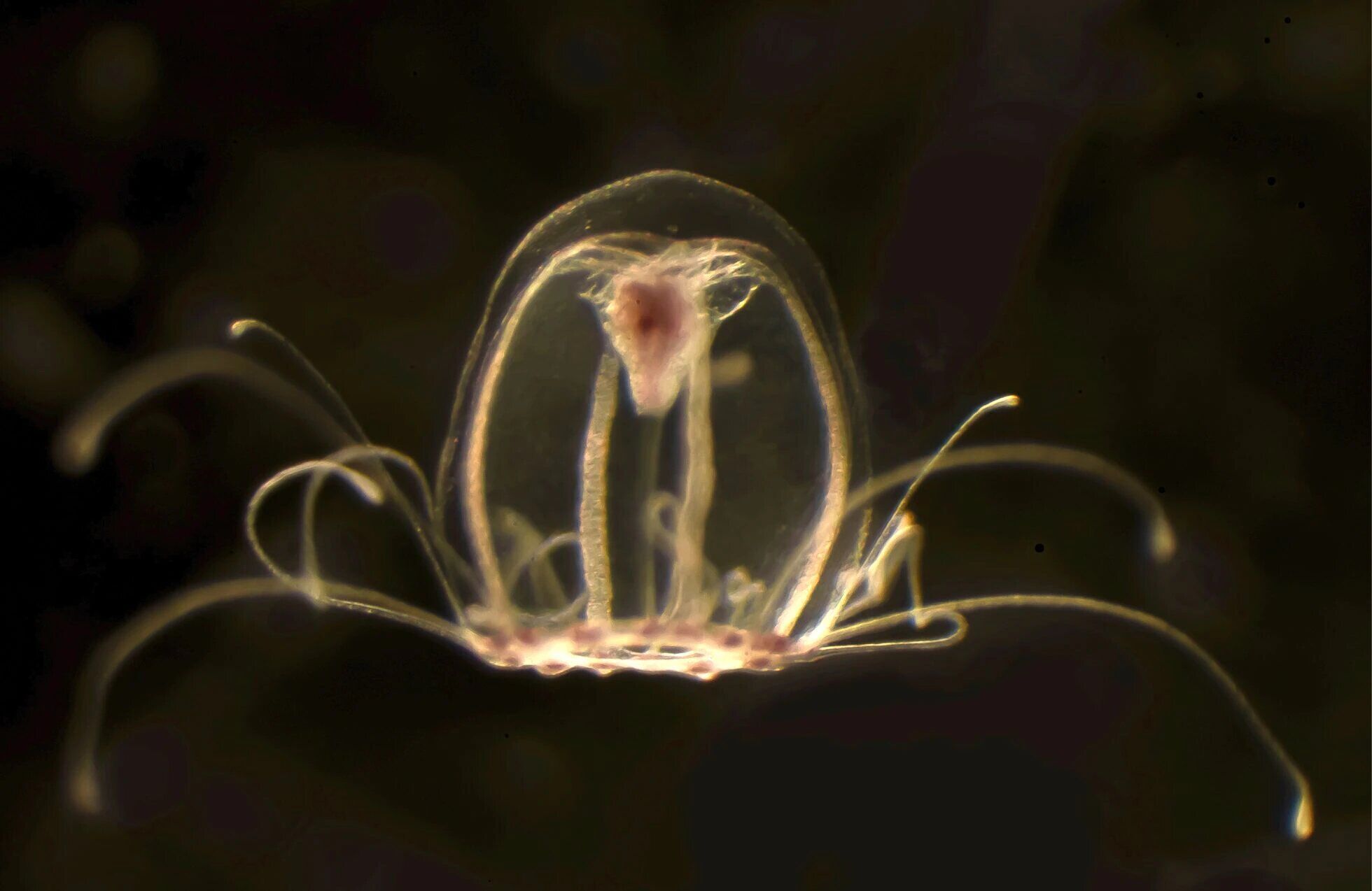 Ученые рассказали о медузе, которая способна ''стареть'' в обратном направлении и жить вечно (фото)