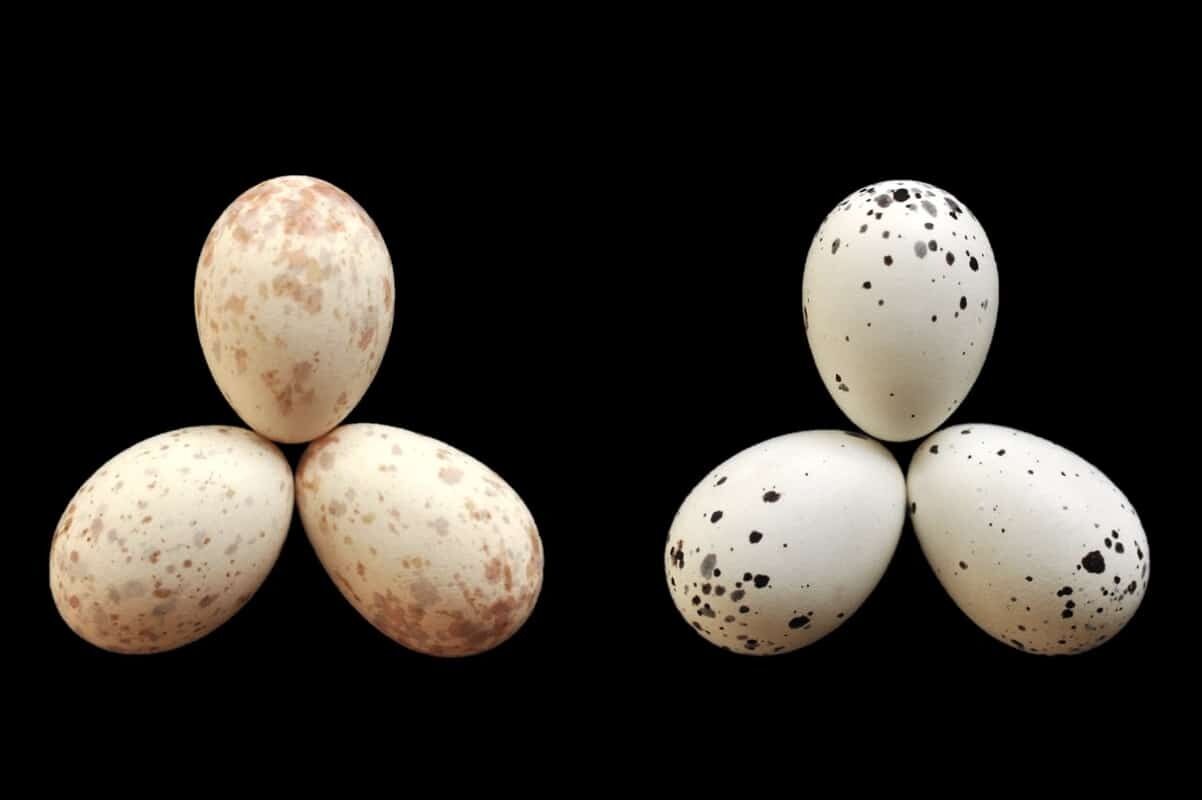 Birds in Africa have learned to 'mark' their eggs in the fight against cuckoos