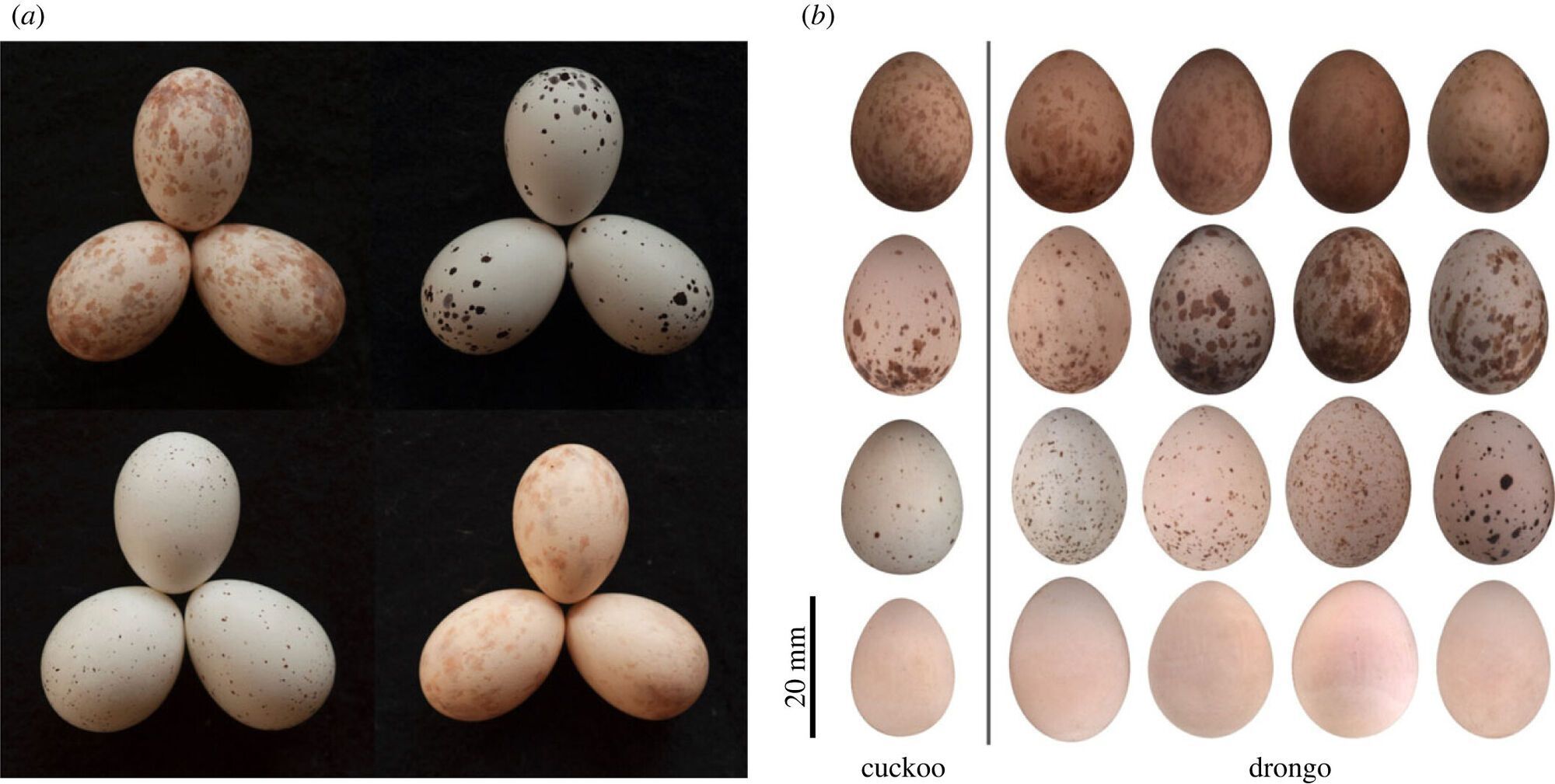 Birds in Africa have learned to 'mark' their eggs in the fight against cuckoos