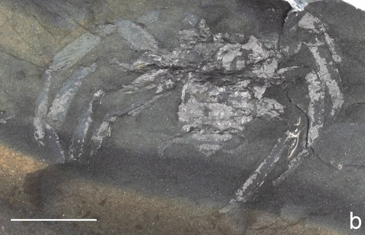 Remains of a spider that lived on Earth more than 300 million years ago found in Germany (photo)