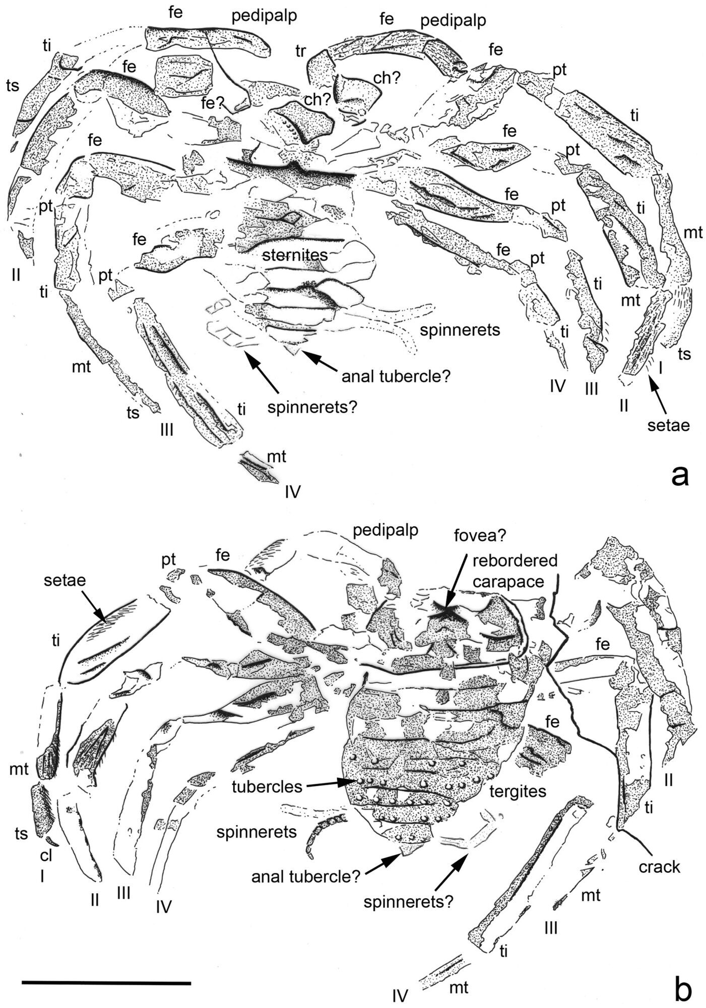 Remains of a spider that lived on Earth more than 300 million years ago found in Germany (photo)