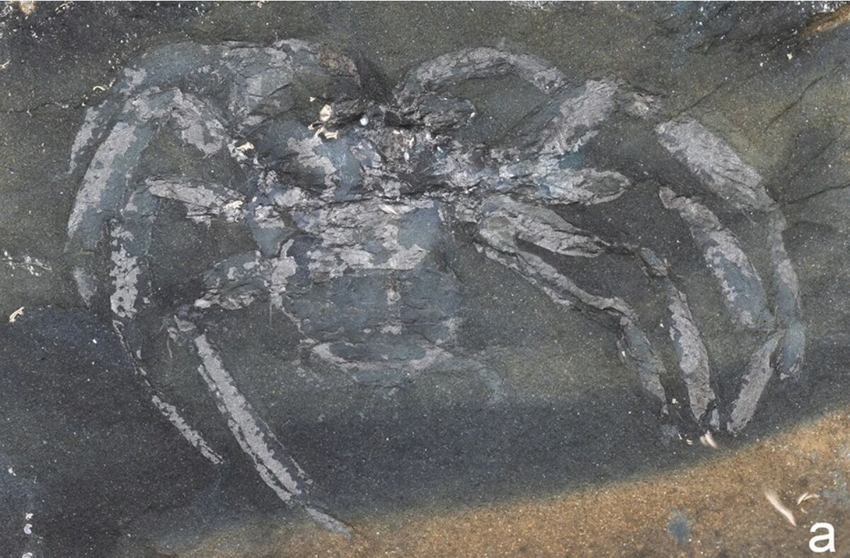 Remains of a spider that lived on Earth more than 300 million years ago found in Germany (photo)