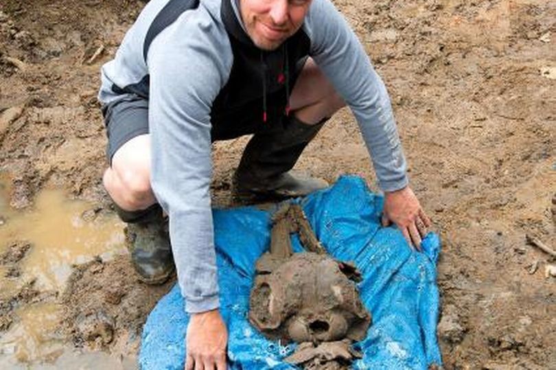 В Шотландии обнаружили кости дельфина возрастом 8000 лет (фото)
