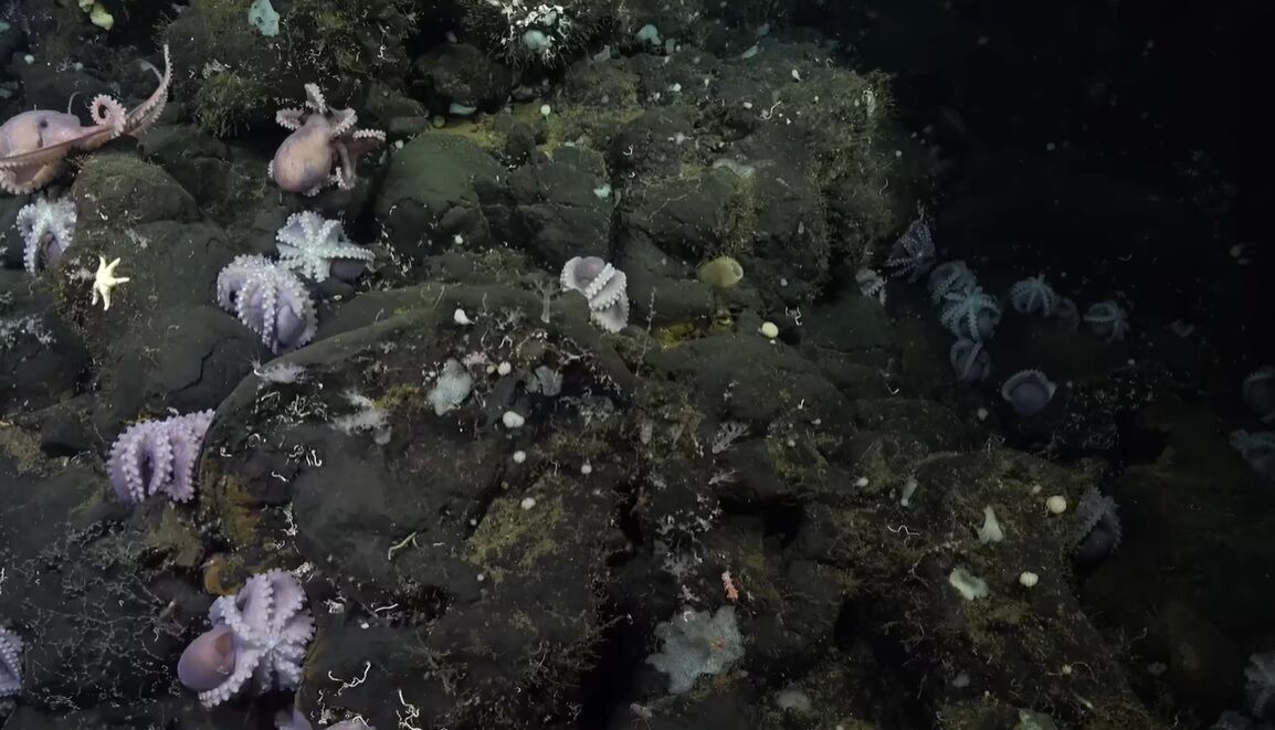 Scientists found a nursery of rare octopuses (video)