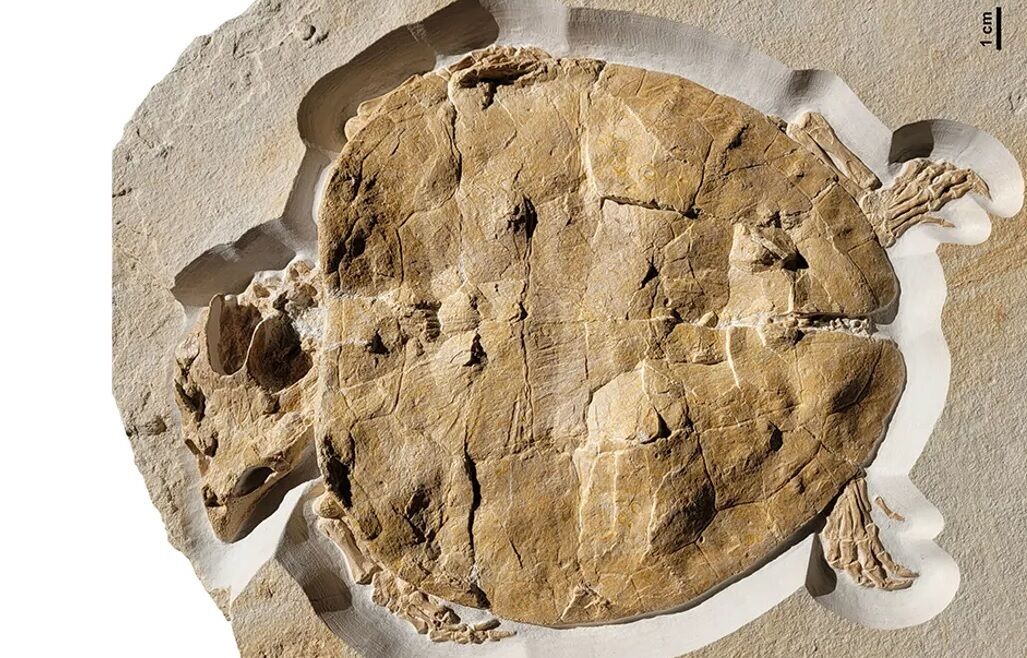В Германии нашли окаменевшую черепаху, которой 150 миллионов лет (фото)