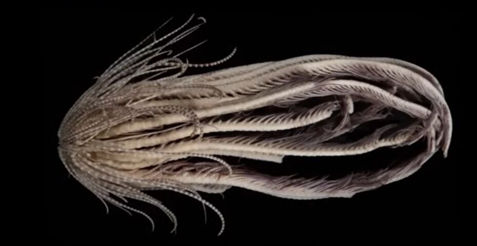 Как Ктулху: существо с 20 руками нашли в Антарктическом море (жуткое фото)