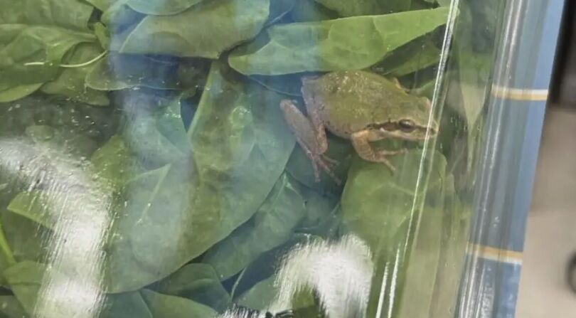 Женщина в упаковке шпината нашла живую лягушку (видео)