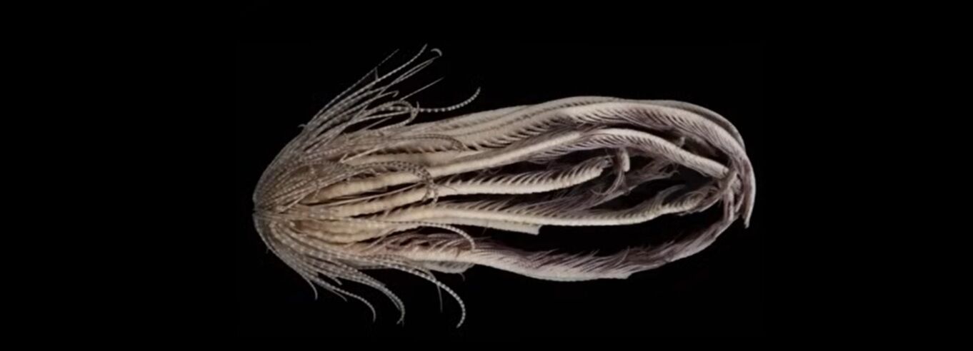 Как Ктулху: существо с 20 руками нашли в Антарктическом море (жуткое фото)