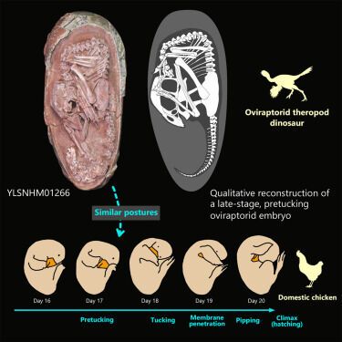 Внутри окаменевшего яйца динозавра впервые обнаружили идеально сохранившийся эмбрион (фото)