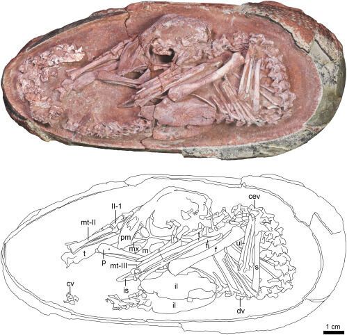 Внутри окаменевшего яйца динозавра впервые обнаружили идеально сохранившийся эмбрион (фото)