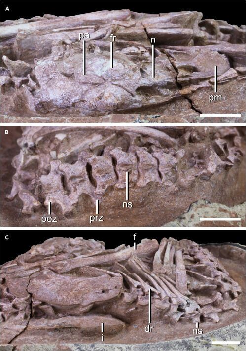 Всередині скам’янілого яйця динозавра вперше знайшли ідеально збережений ембріон (фото)