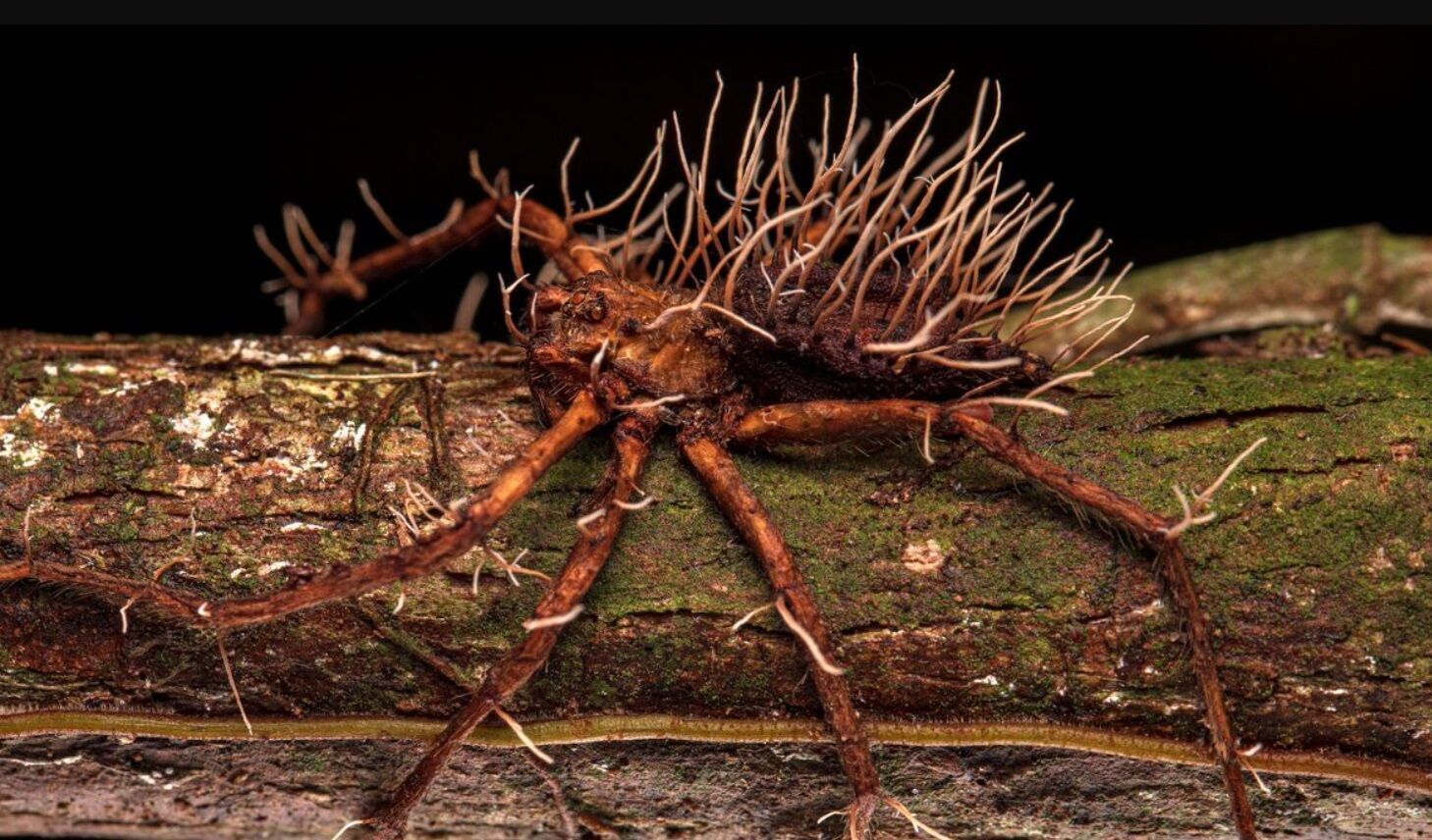Учені показали, як паразит виривався з тіла павука (моторошне фото)