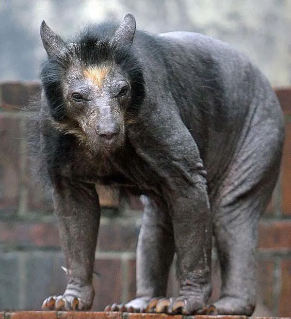 Лінивець з мордою собаки: як виглядає медвідь, що залишився без хутра (фото)