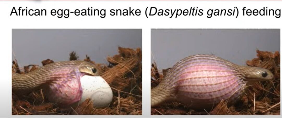 И это не питон: ученые нашли змею, способную проглотить максимально большую добычу (фото, видео)