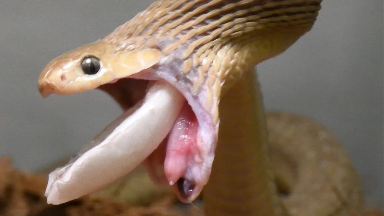 И это не питон: ученые нашли змею, способную проглотить максимально большую добычу (фото, видео)