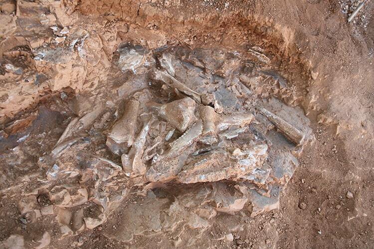 Rare animal fossils 9 million years old were found in Anatolia (photo)