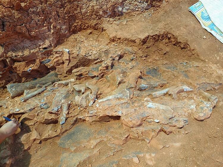 В Анатолії знайшли рідкісні скам'янілості тварин віком 9 мільйонів років (фото)
