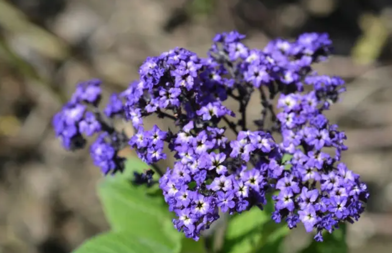 Heliotrope