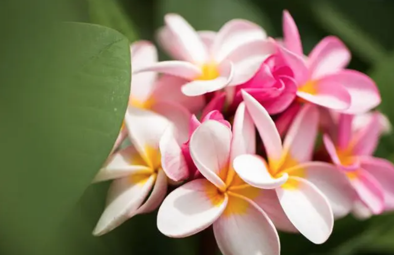 Frangipani