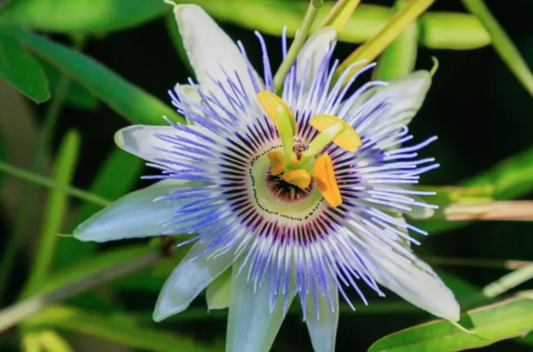 Blue passionflower