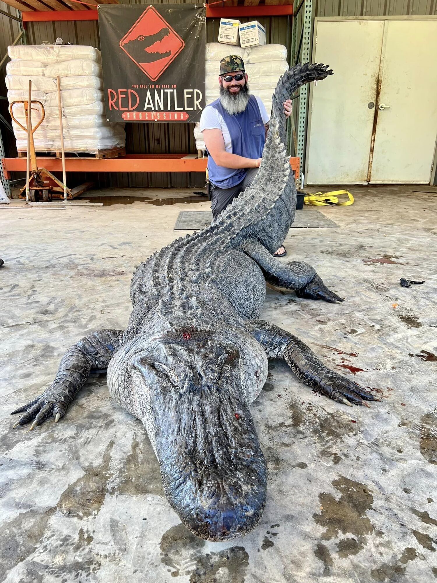 Понад 4 метри в довжину: у Міссісіпі мисливці вполювали гігантського алігатора (фото) 