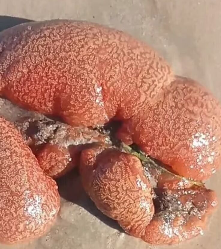 В Австралии на пляже люди обнаружили загадочных липких ''инопланетян'' (фото)