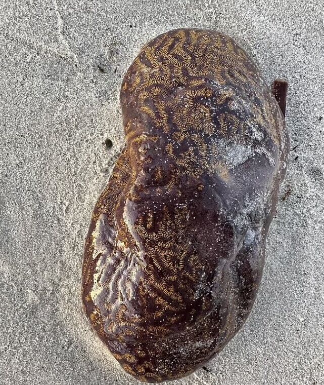 В Австралии на пляже люди обнаружили загадочных липких ''инопланетян'' (фото)