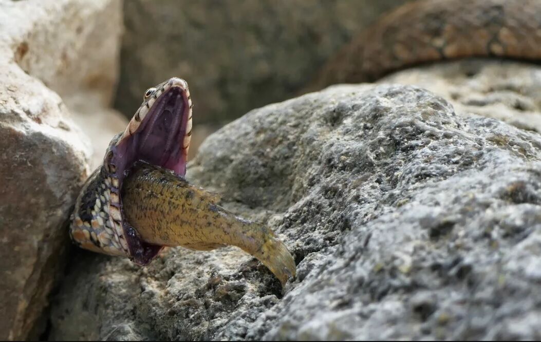 Во Франции спасли змею, в горле которой застряла рыба (фото)