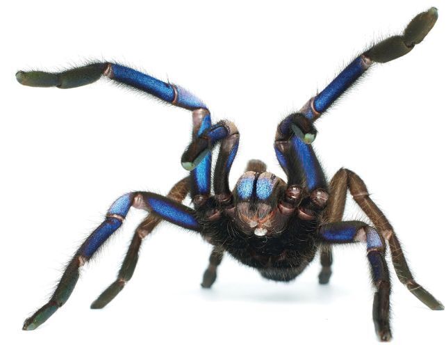 Блискучий та яскравий: раніше невідомий вид тарантула знайшли в лісах Таїланду (фото та відео)