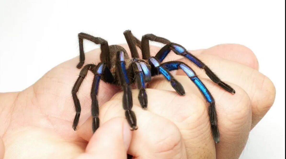 Блискучий та яскравий: раніше невідомий вид тарантула знайшли в лісах Таїланду (фото та відео)