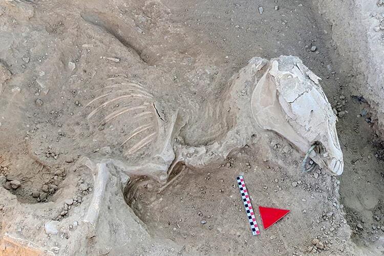 Моторошна знахідка у Туреччині: археологи розкопали скелет коня з бронзовим вудилом у щелепі (фото)