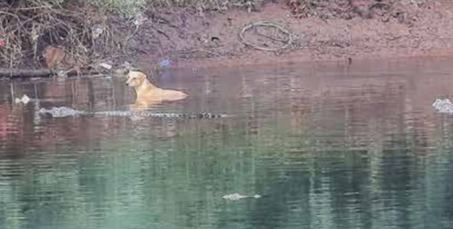 В Индии крокодилы спасли упавшую в реку собаку (видео)