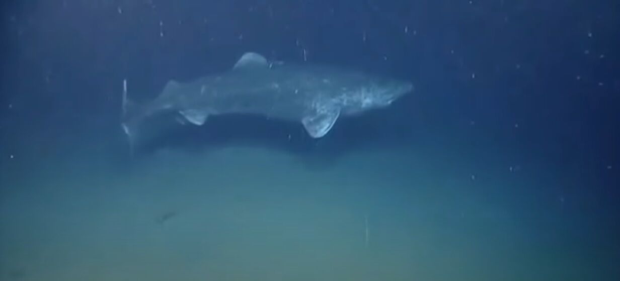 У Карибському морі помітили рідкісну акулу, яка досягає статевої зрілості у 134 роки (відео)