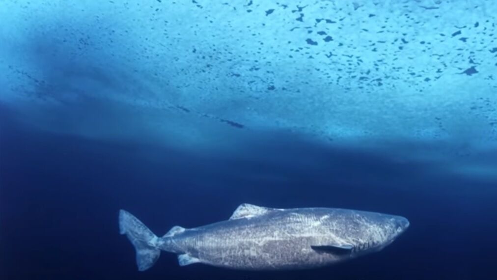 У Карибському морі помітили рідкісну акулу, яка досягає статевої зрілості у 134 роки (відео)