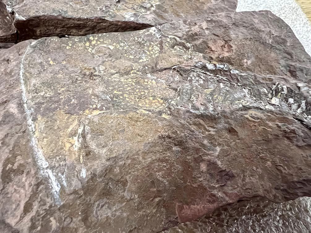 З Києва до США намагалися вивезти камені, яким понад 400 мільйонів років (фото)