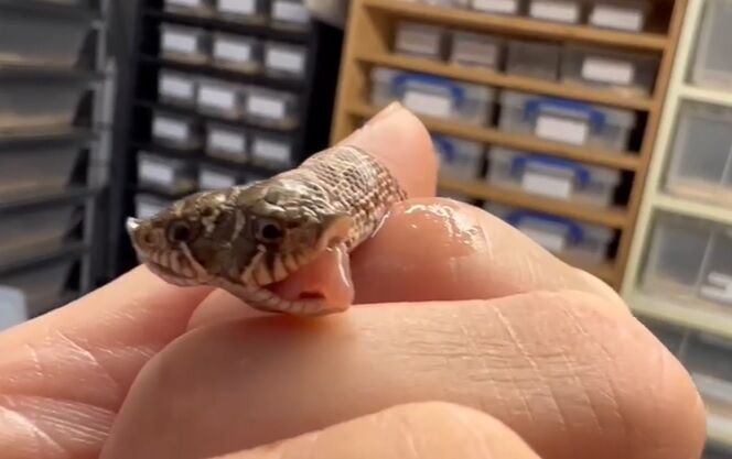 Двухголовая змея вылупилась в зоомагазине в Британии (видео)