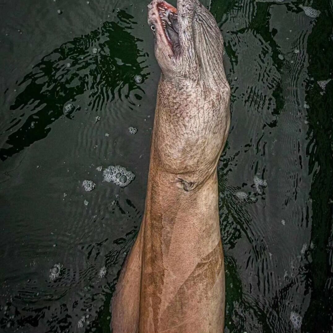 У берегов Австралии поймали загадочное трехметровое существо (фото)